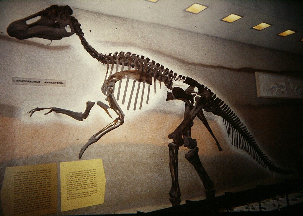 Edmontosaurus annectens holotype in 1978.