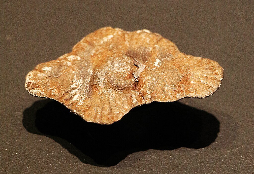Oldest multizelluar eucaryotic life