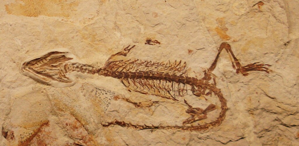 Fossil of homoeosaurus
