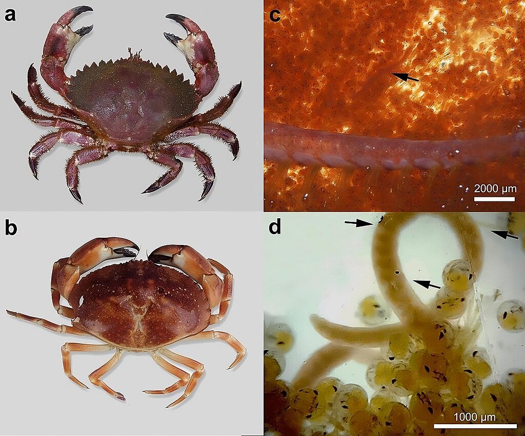 Host crab species Romaleon setosum (a) and Cancer porteri (b) infected by Carcinonemertes camanchaco sp. nov. present in their egg masses (c d).
