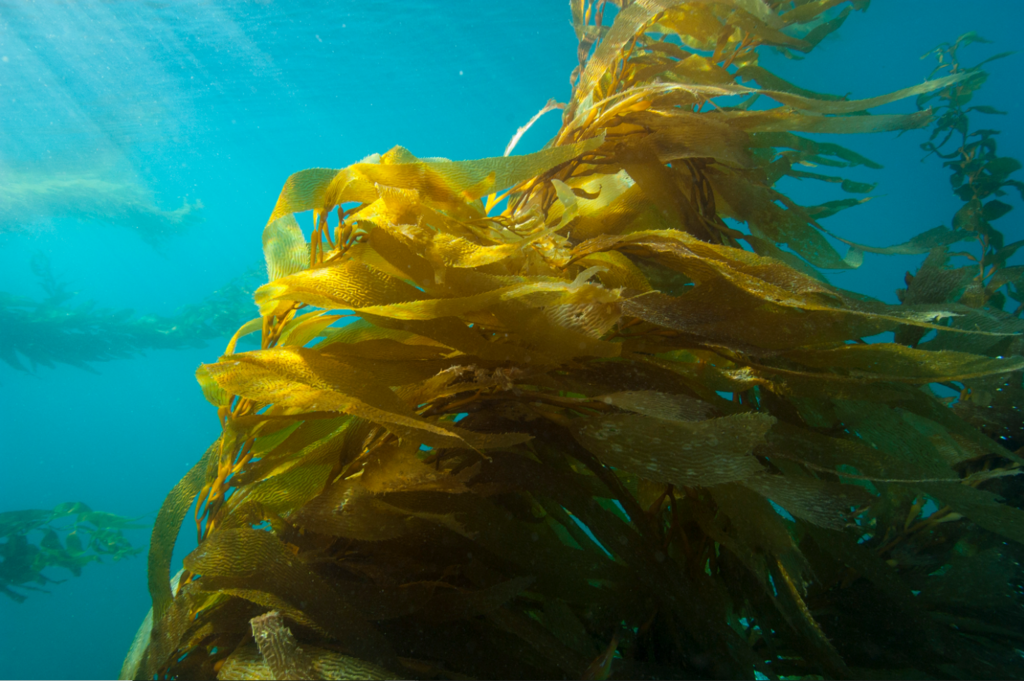 Kelp forest underwater shot