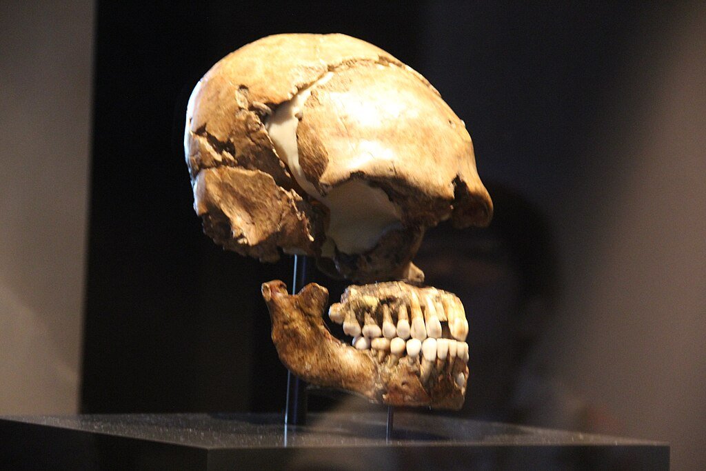 Neanderthal skull display in the museum