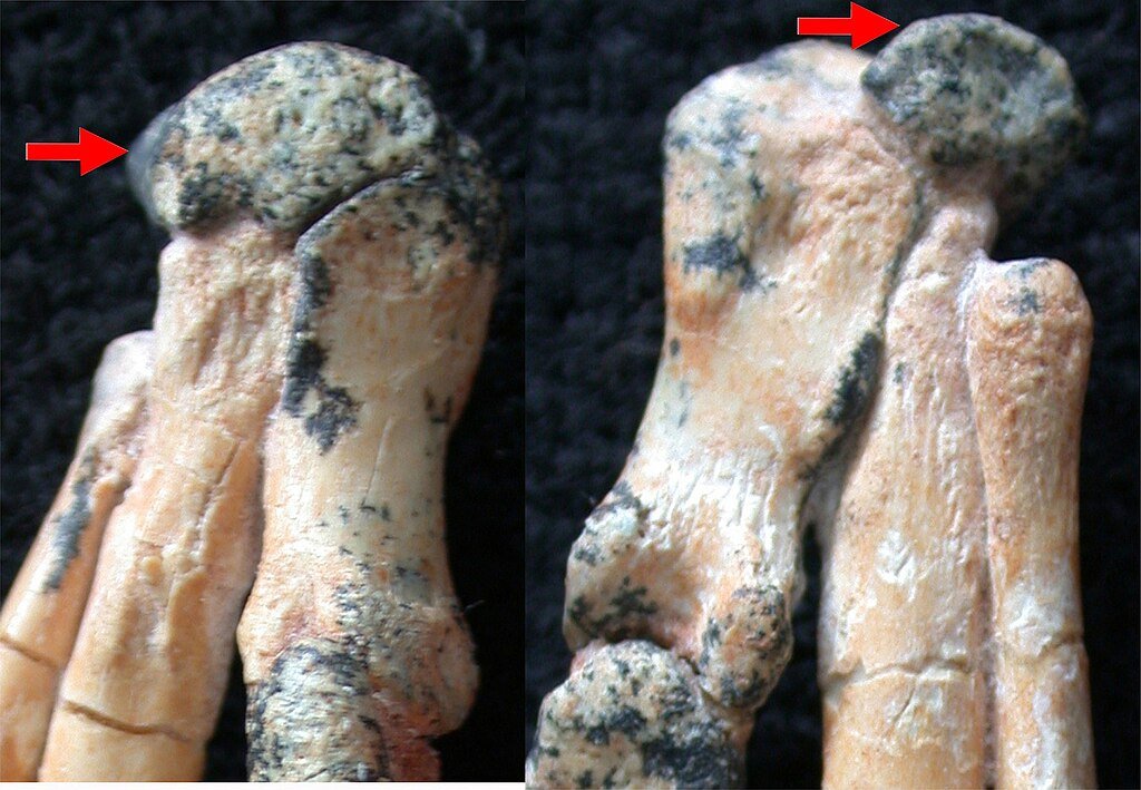 Wrist region in Machairasaurus.