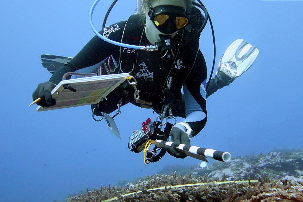 Diver swimming near the algae