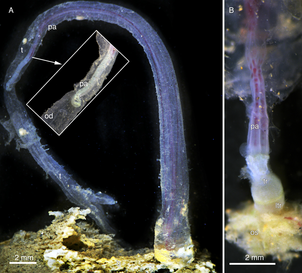 Osedax lonnyi close-up