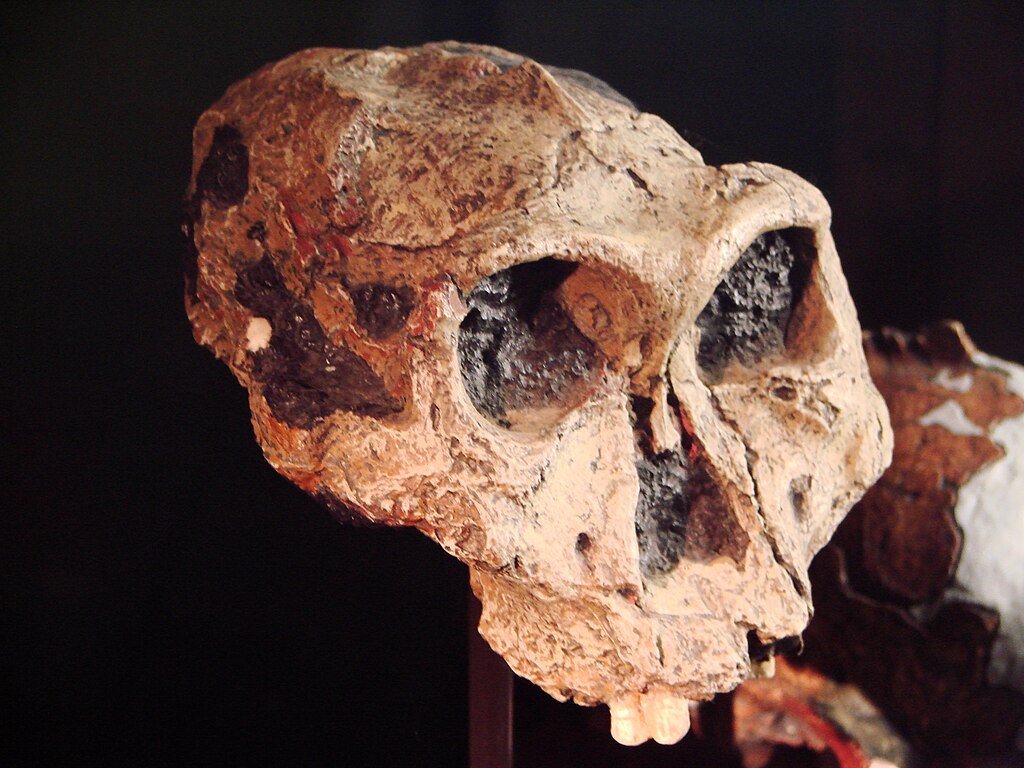 Paranthropus robustus fossil side view