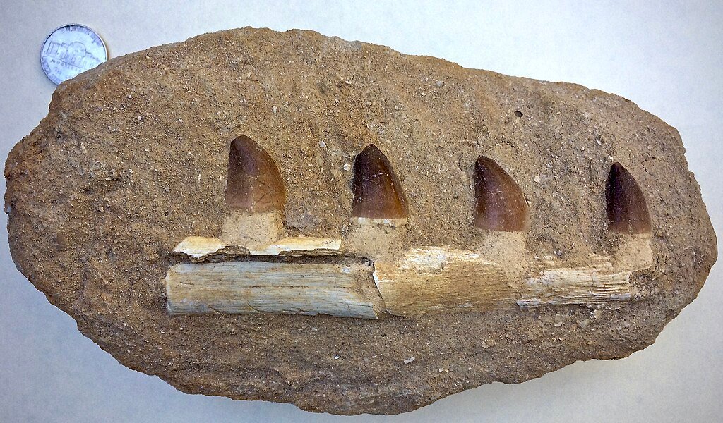 Partial mosasaur jaw fossil