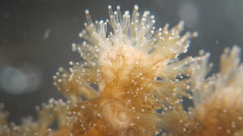 Pocillopora damicornis polyps under the microscope.