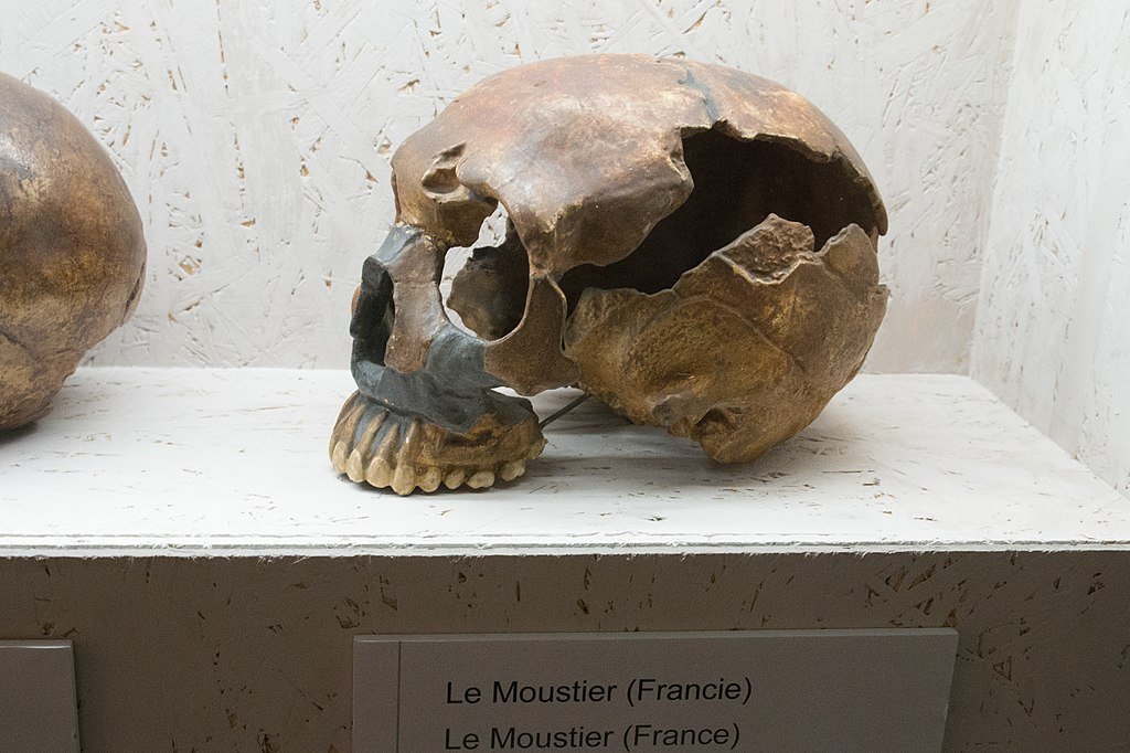 Neanderthal skull display in the museum