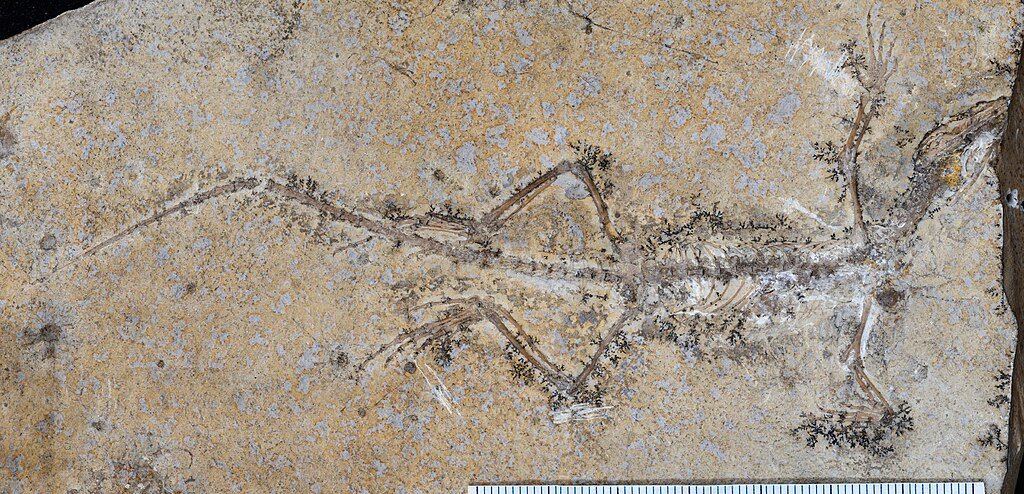 The holotype specimen of the extinct rhynchocephalian reptile Sphenodraco