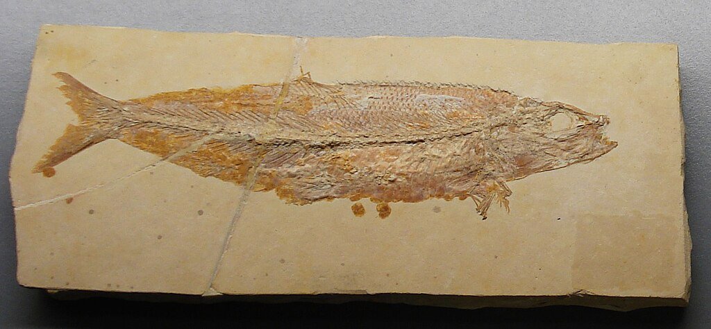 Tharsis dubius fossil
