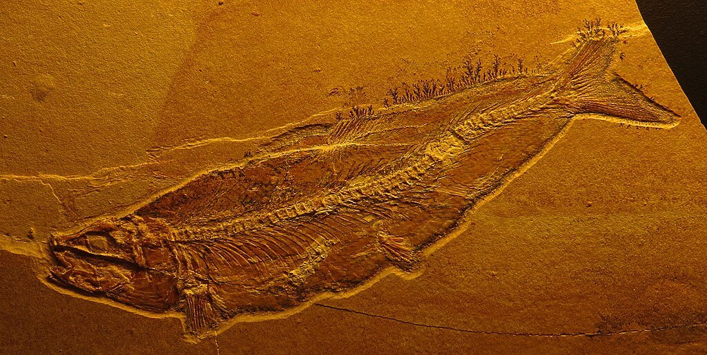 Tharsis sp. fossil display in the museum