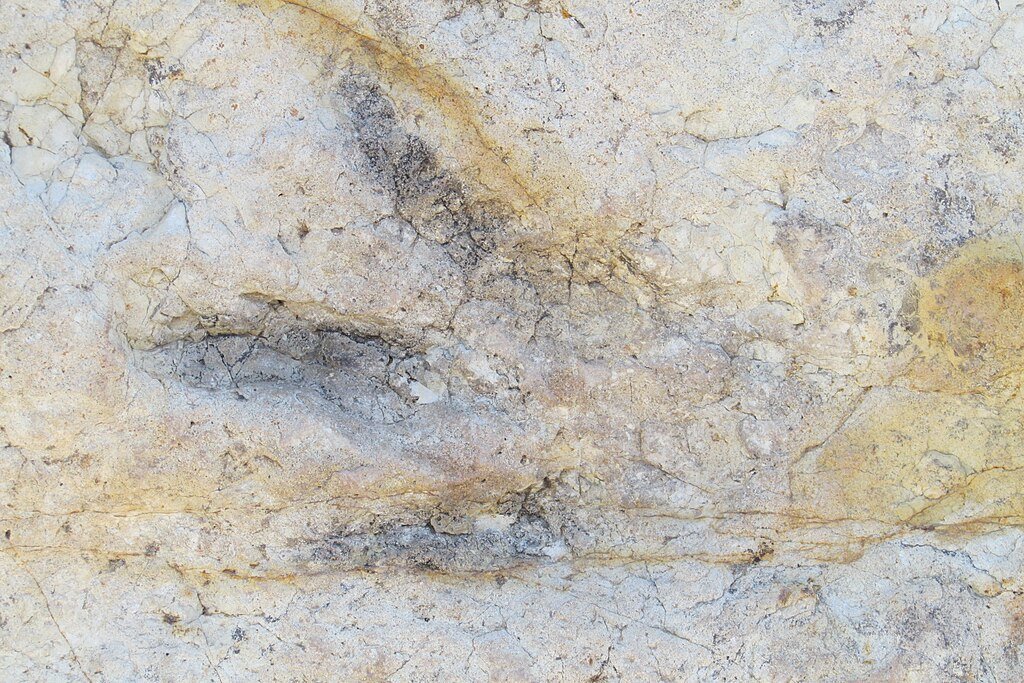 Theropod track