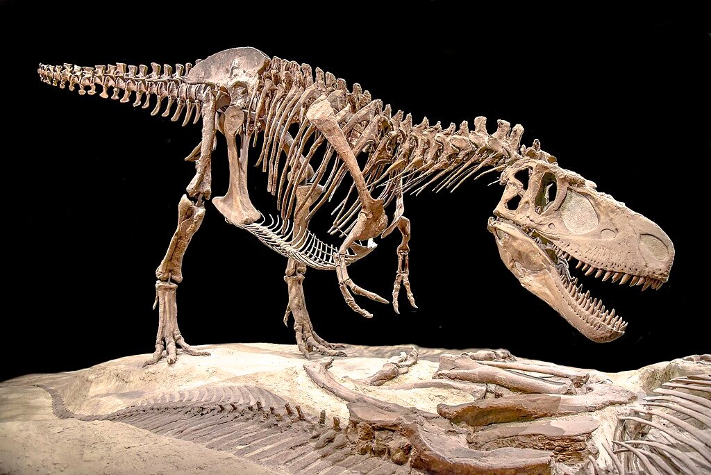 Theropod skeleton display in the museum