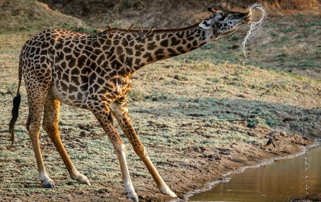 Giraffe bending to drink near a waterhole in the Zambian savanna.