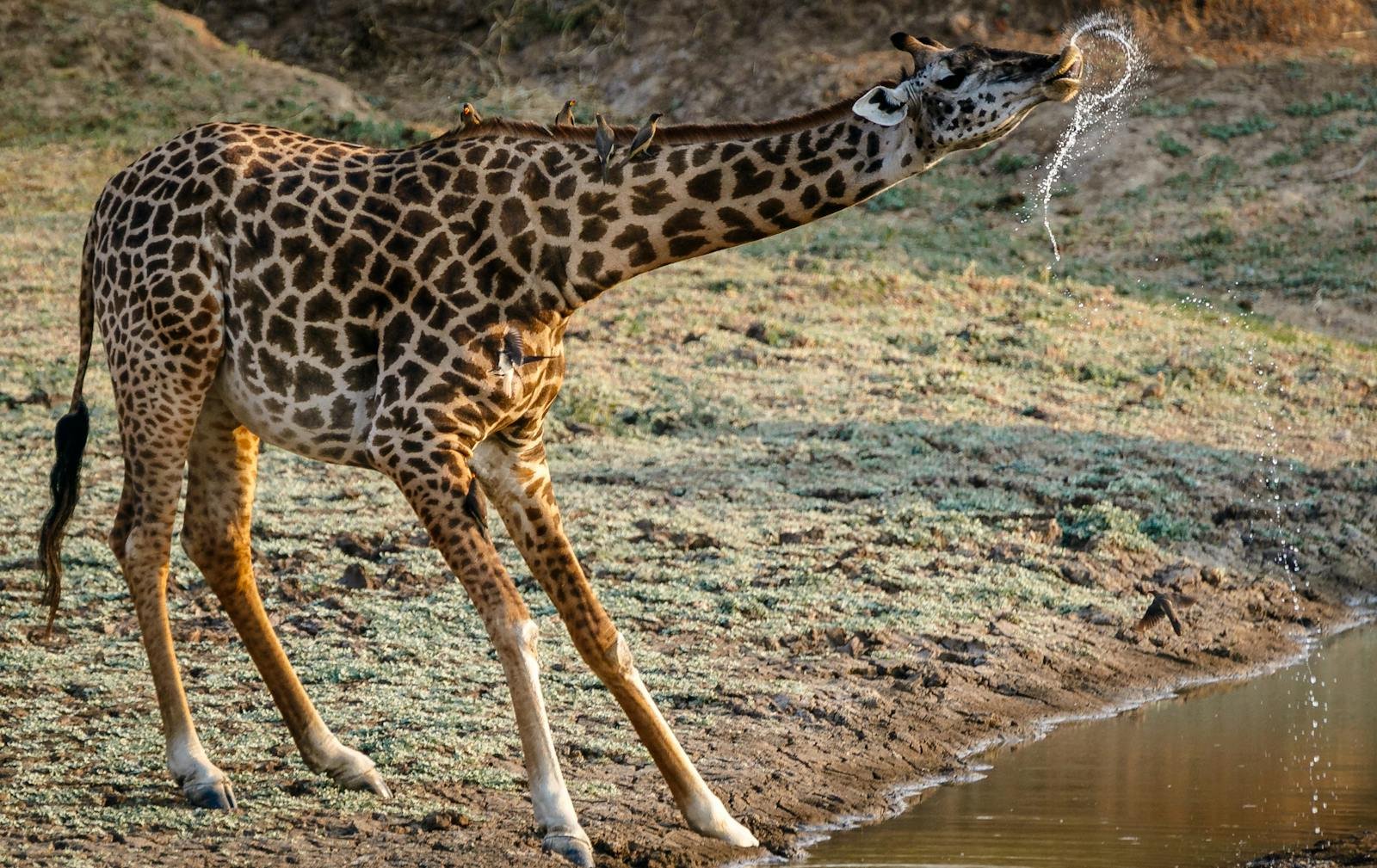 Giraffes: The Tallest Animals With the Worst Circulation