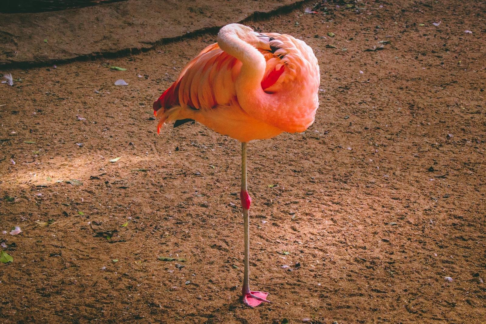 Why Flamingos Stand on One Leg — and No, It’s Not Just Vibes