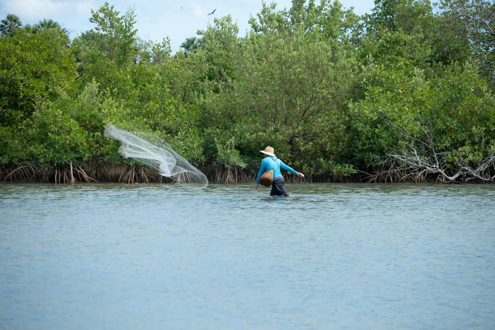 How Mangroves Drink Saltwater and Still Thrive