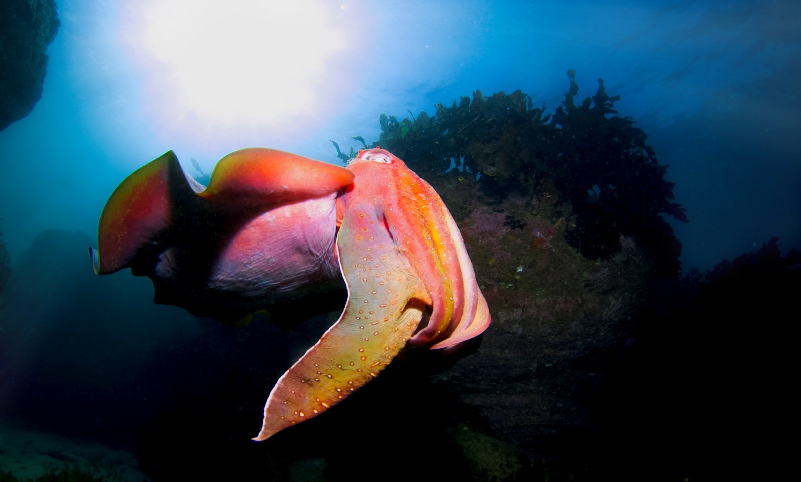 Vampire Squid From Hell — Not As Evil As It Sounds, But Just as Weird
