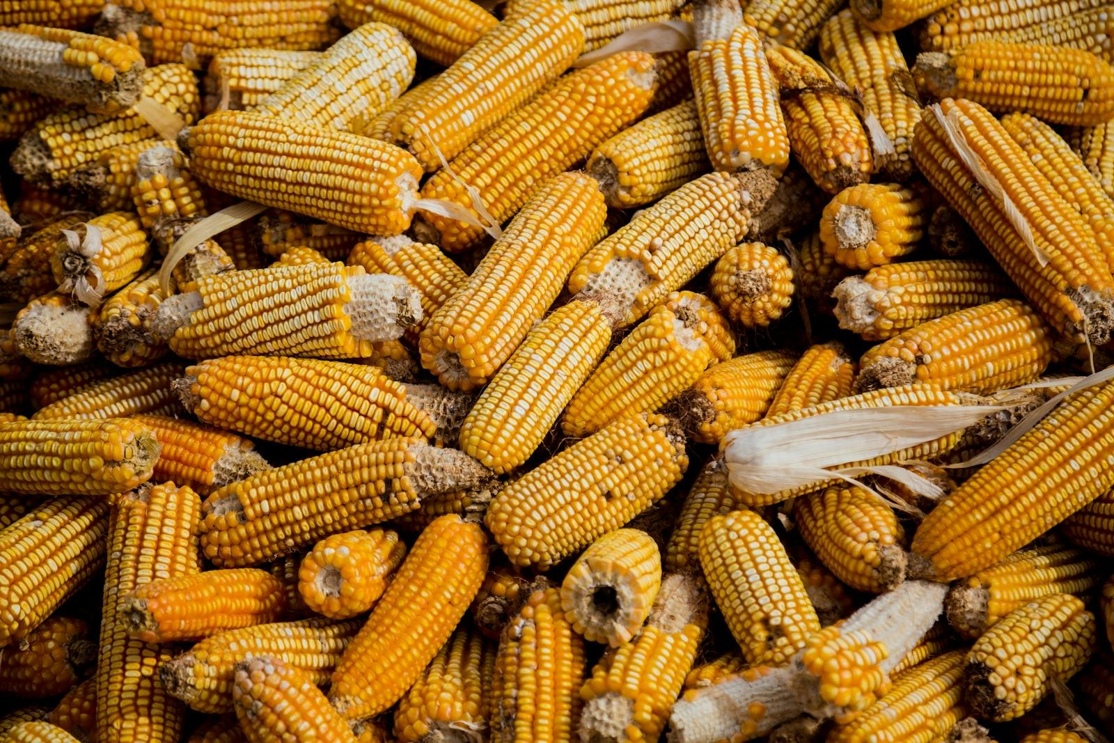 Corn: The Genetic Experiment Humans Never Meant to Start