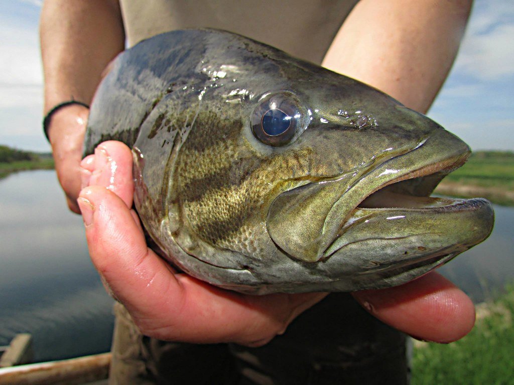 Smallmouth bass face close-up