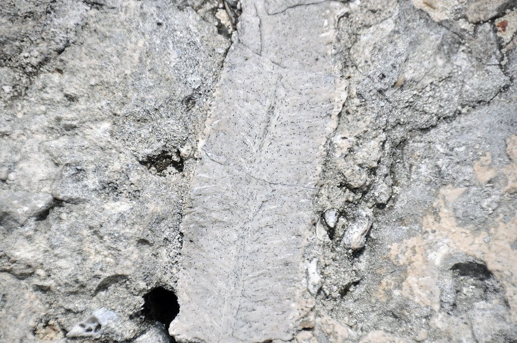 Paleoerosion-planed off fossil coral in fossiliferous limestone