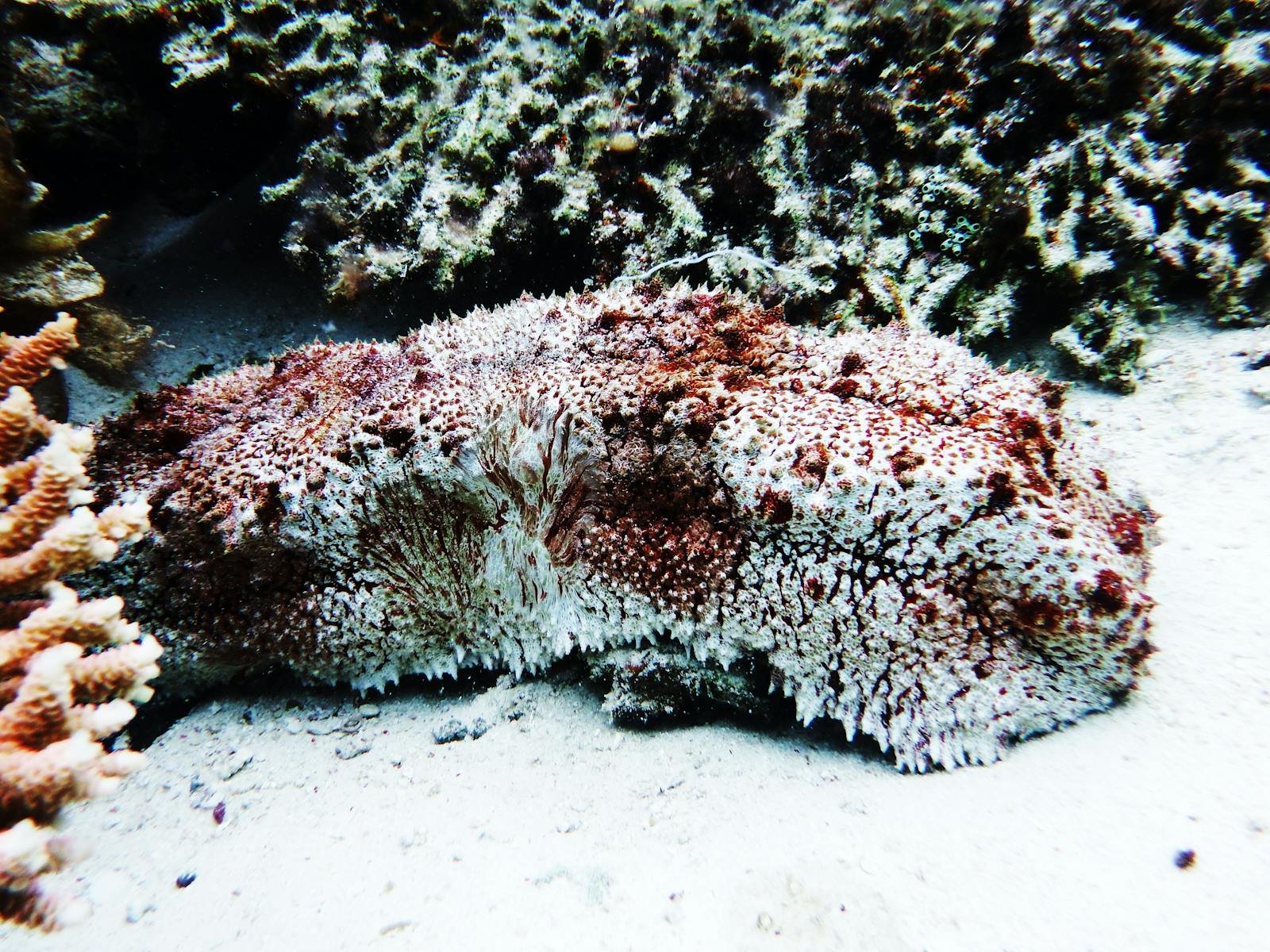 7 Animal Traits That Make Absolutely No Sense (But Are Real)