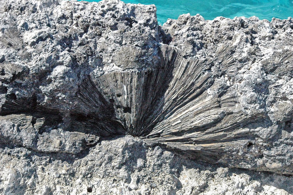 Diploria fossil brain coral on Devil's Point Hardground
