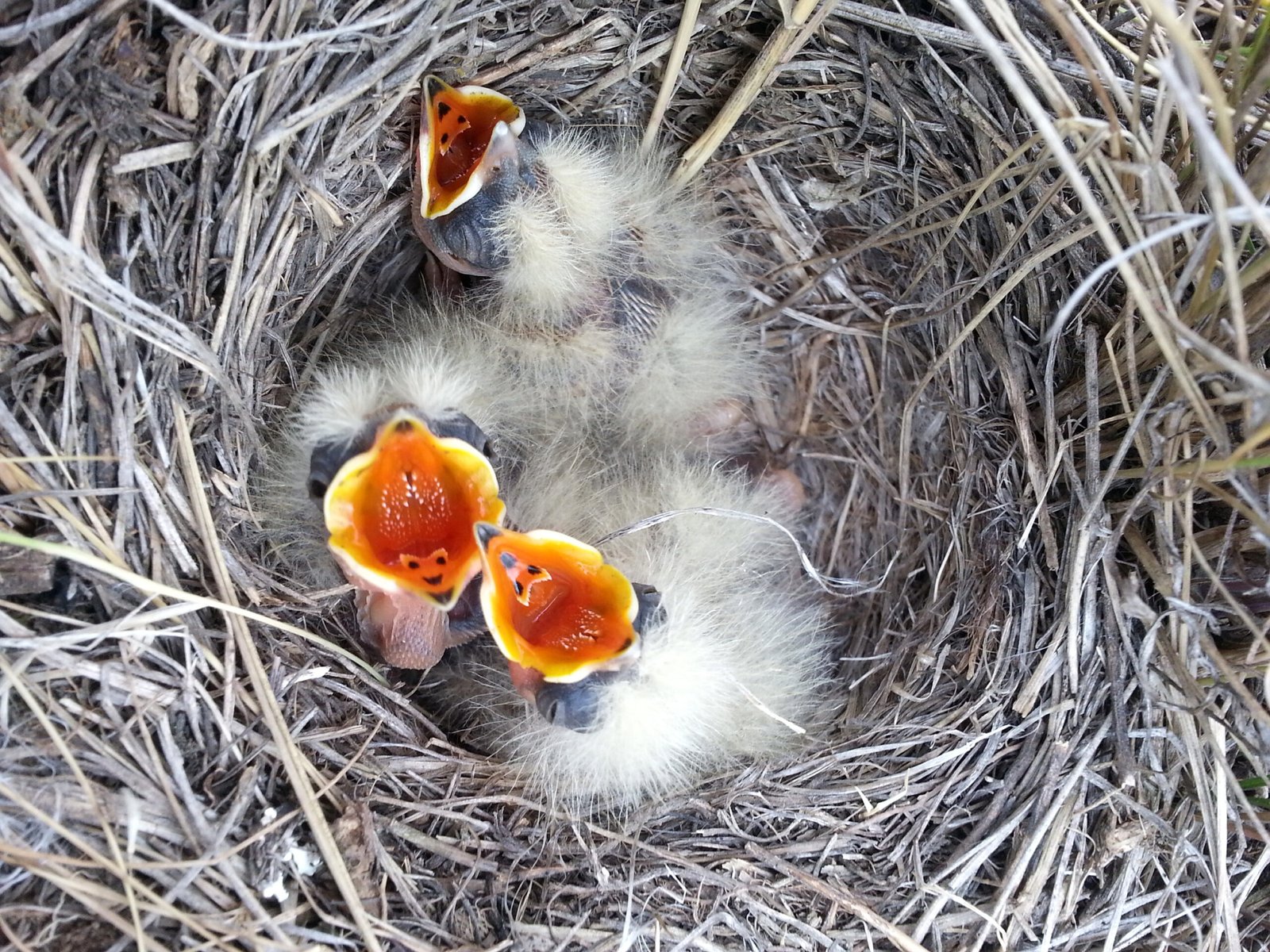 Most Baby Birds Die in Amateur Care (image credits: wikimedia)