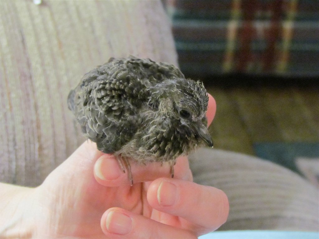 Why You Should Never Rescue a Baby Bird (Unless You Know What You're Doing)