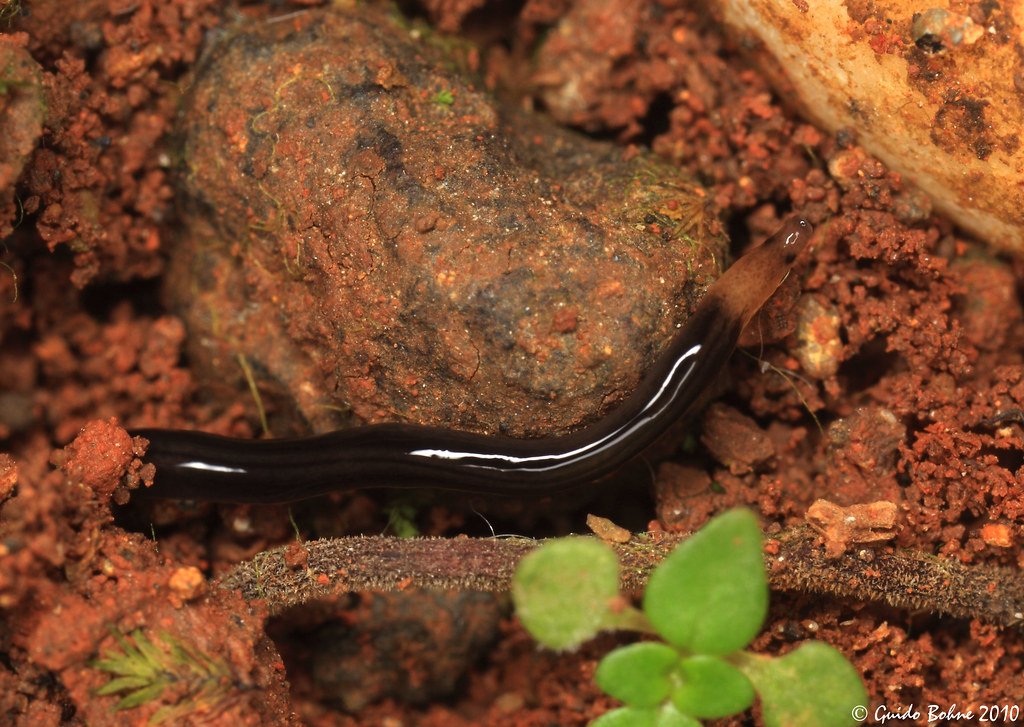 Meet the Ribbon Worm: Nature's Living Harpoon Gun (image credits: flickr)