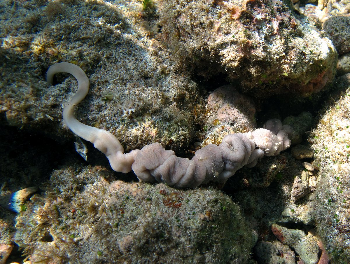 The Anatomy of a Living Weapon System (image credits: wikimedia)