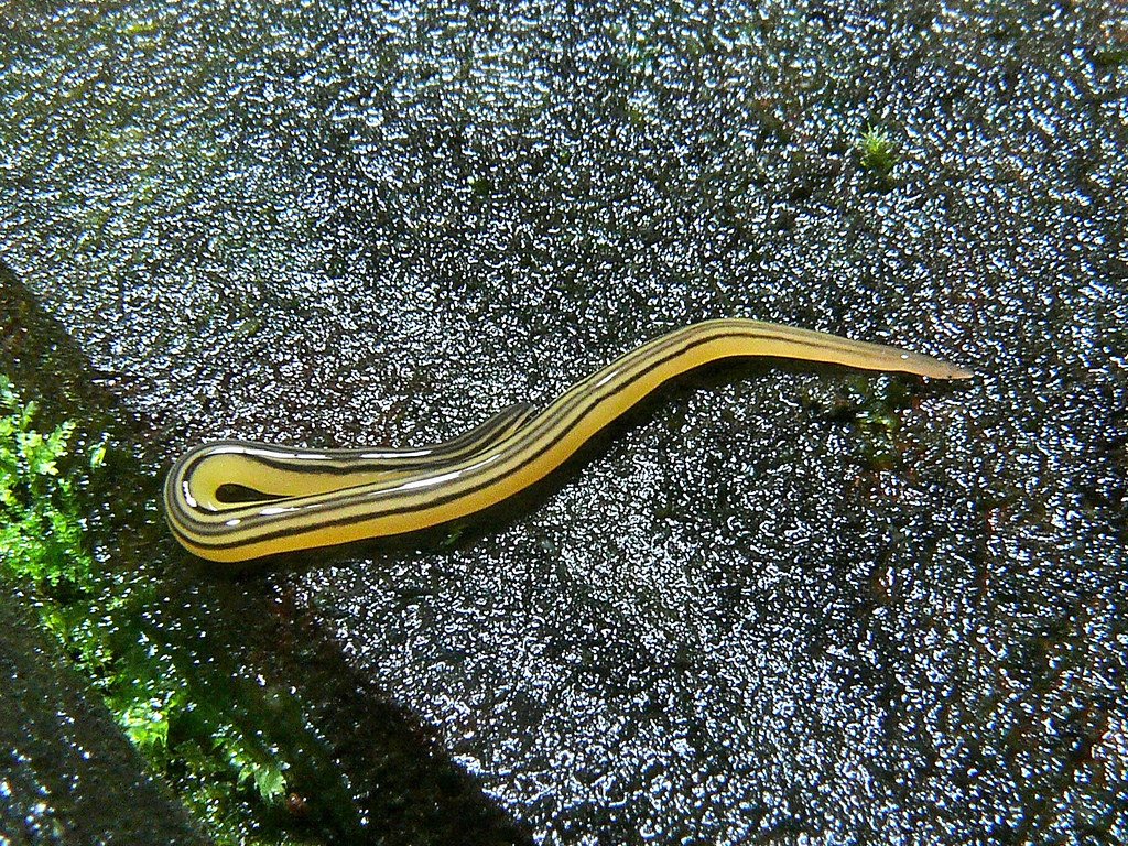 Lightning Fast Strike: Faster Than the Blink of an Eye (image credits: flickr)