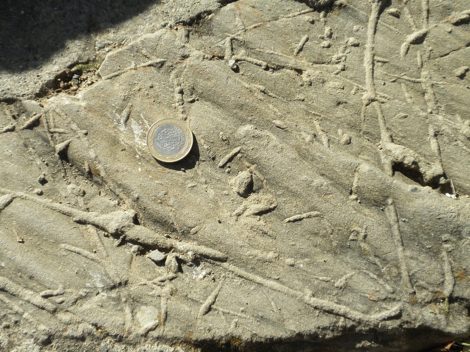 Ancient Hunters: A 500-Million-Year Success Story (image credits: Fossilized worm tunnels, CC BY-SA 2.0, https://commons.wikimedia.org/w/index.php?curid=89372769)