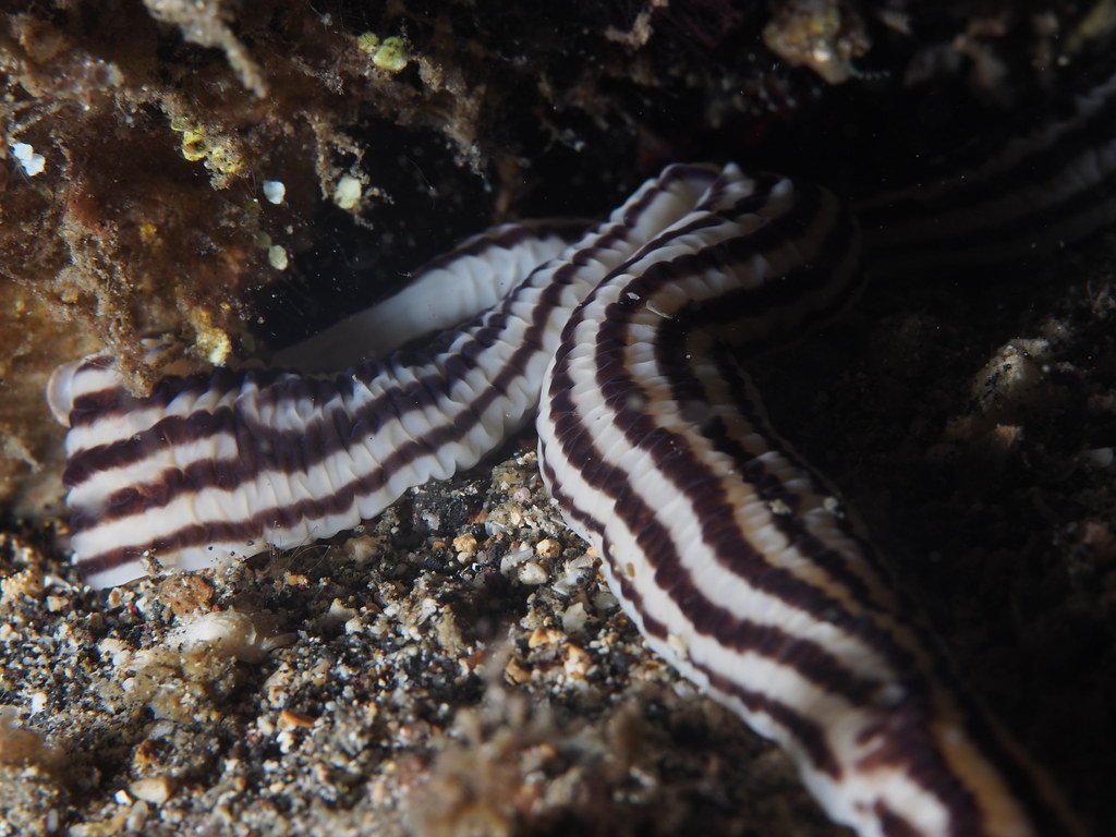 Scientific Research: Unlocking Nature's Secrets (image credits: flickr)