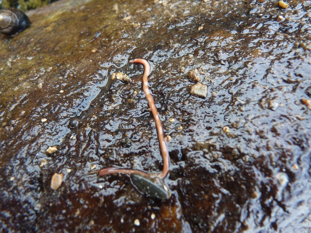 Behavioral Mysteries: Intelligence in Simple Forms (image credits: flickr)