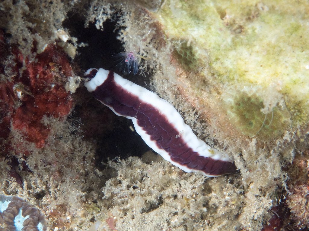 Conclusion: Nature's Masterpiece of Destruction (image credits: flickr)