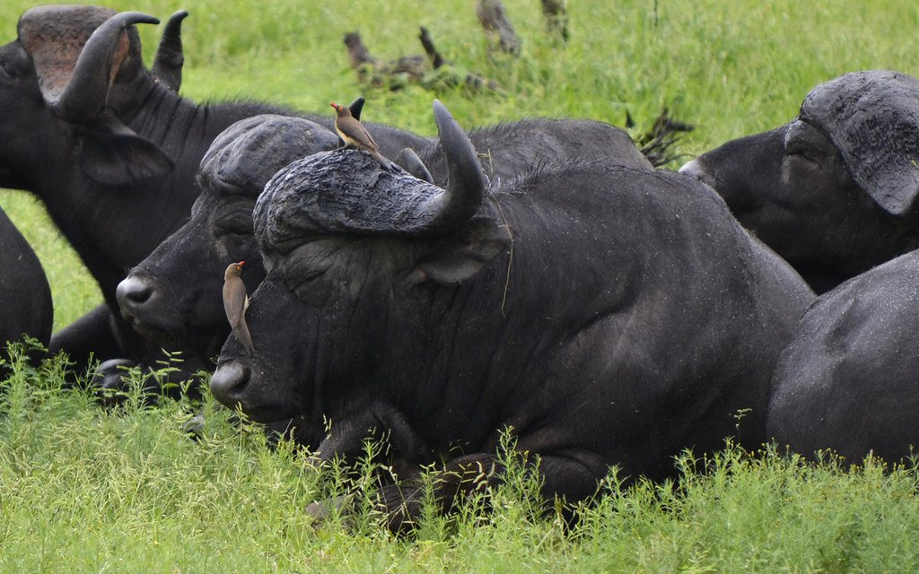 Technology Meets Biology: New Tools for Understanding Old Relationships (image credits: flickr)