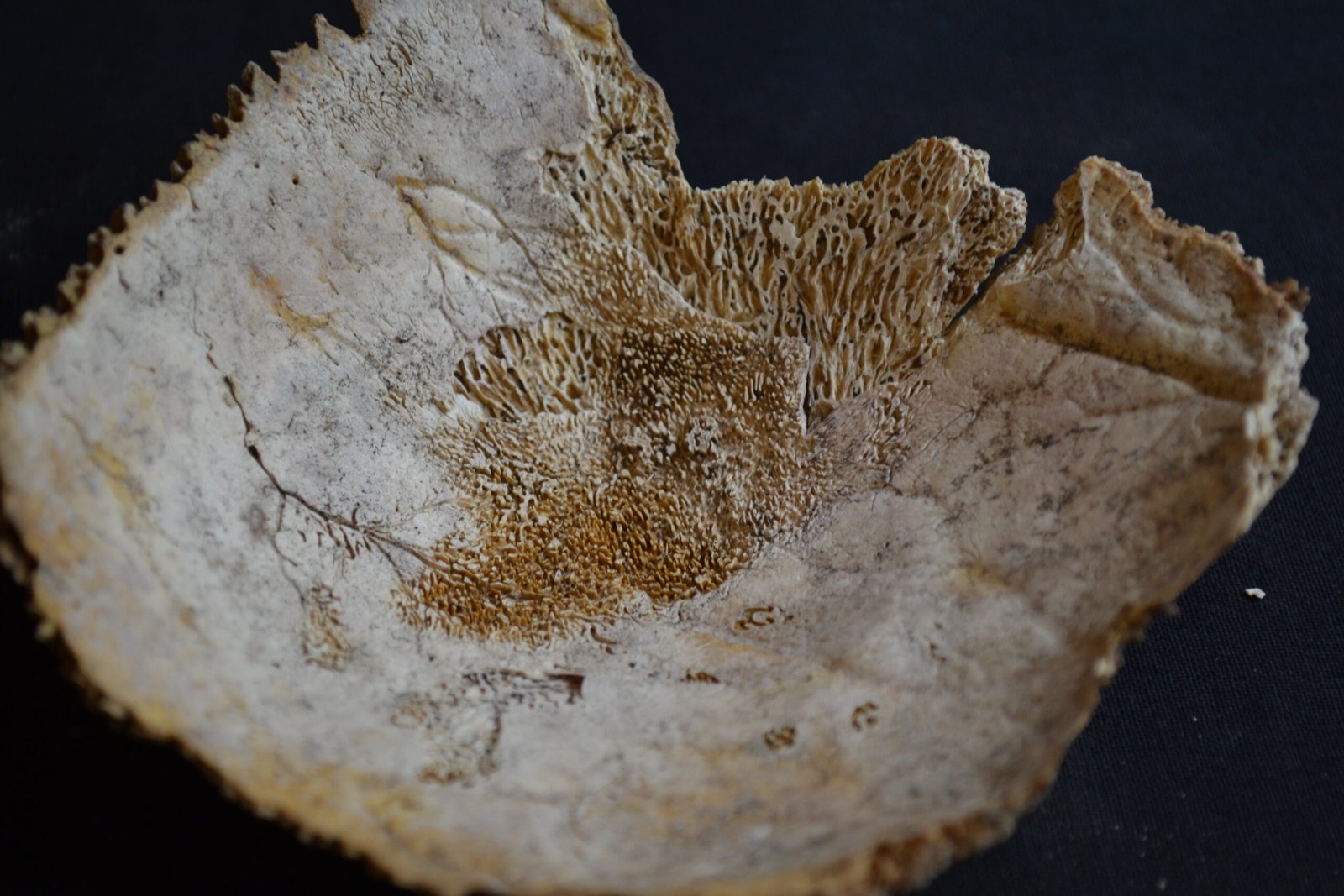 Ancient Engines That Shaped Earth's History (image credits: wikimedia)