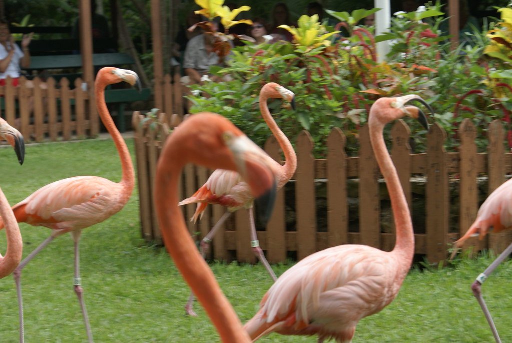 Predator Awareness and Quick Escape (image credits: flickr)