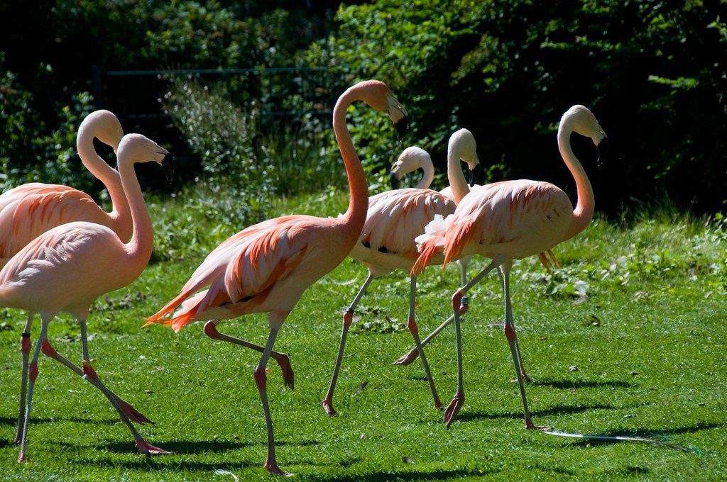 Social Signaling and Group Dynamics (image credits: flickr)