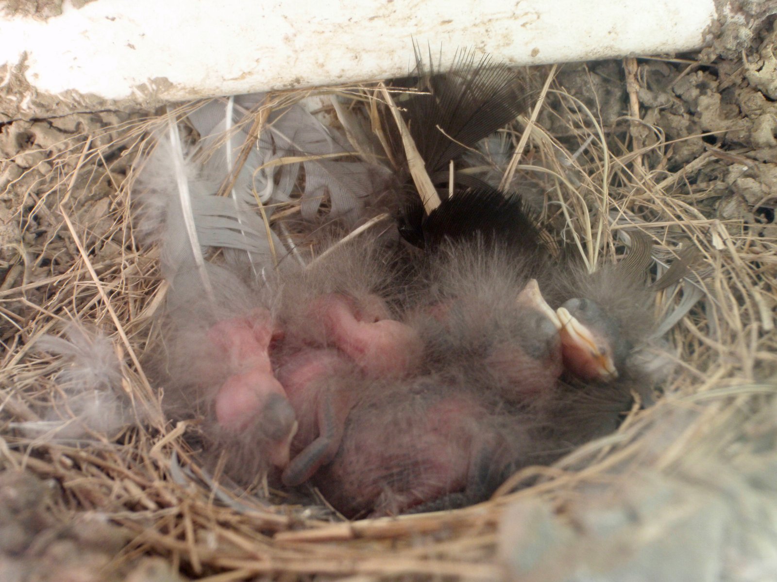 The Baby Bird Connection (image credits: wikimedia)