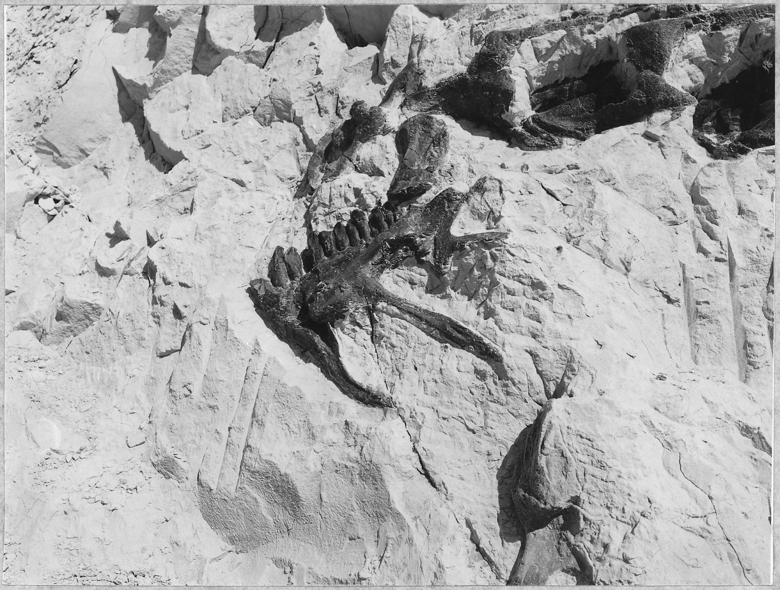 Rewriting Prehistory (image credits: wikimedia)