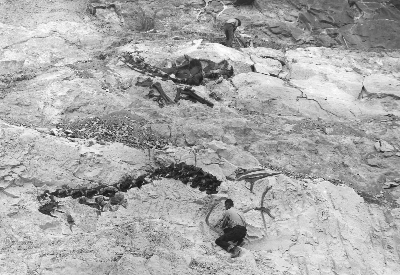 Implications for Extinction Theories (image credits: wikimedia)