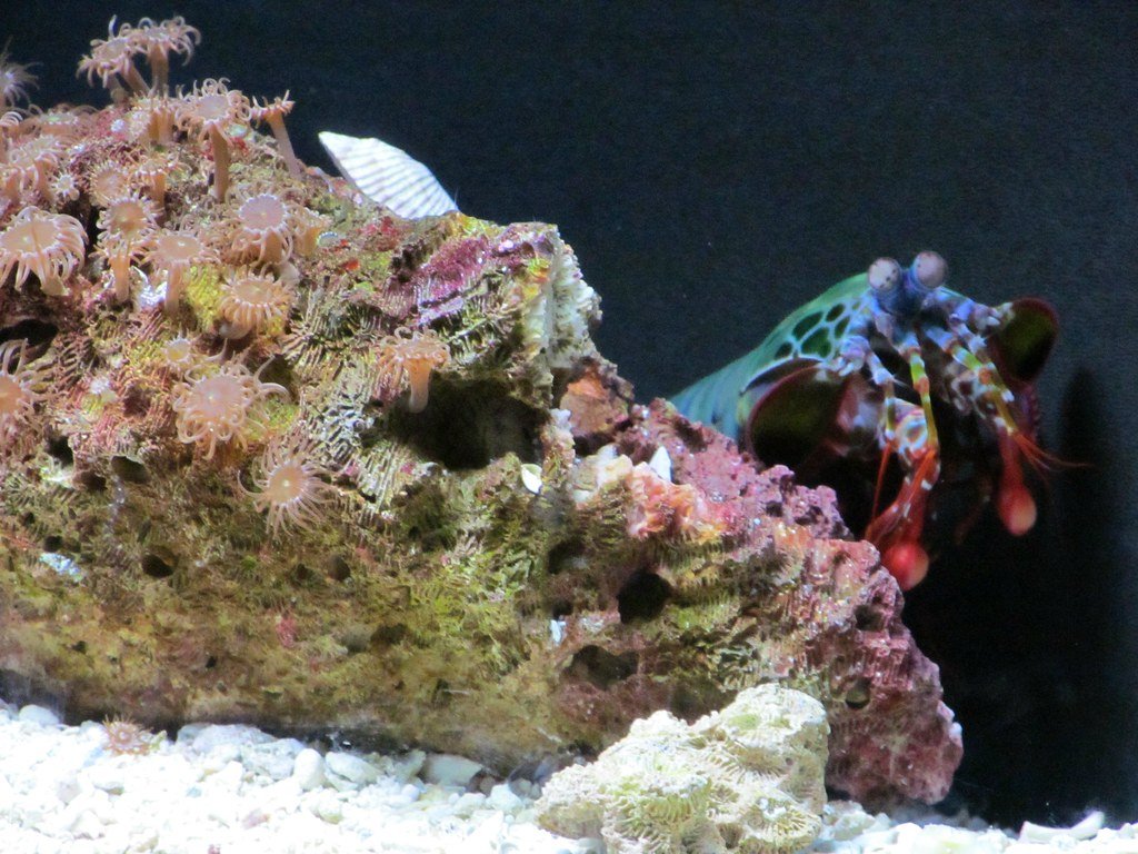 Aquarium Nightmares and Glass-Breaking Legends (image credits: flickr)