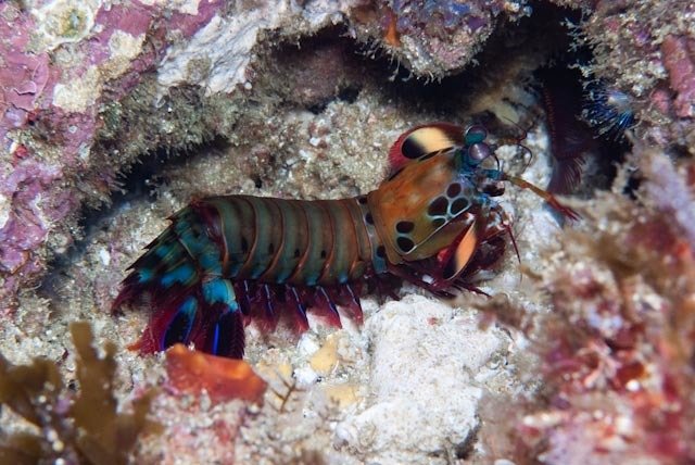 Engineering Marvels Copied from Nature's Design (image credits: wikimedia)