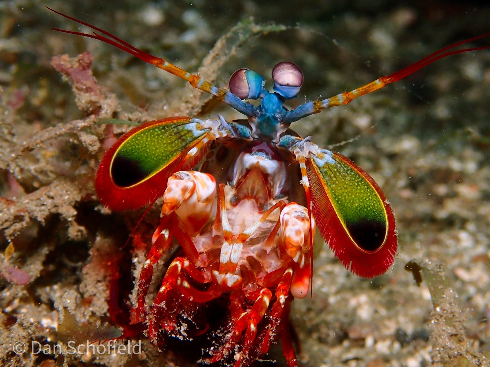 The Future of Mantis Shrimp Research (image credits: wikimedia)