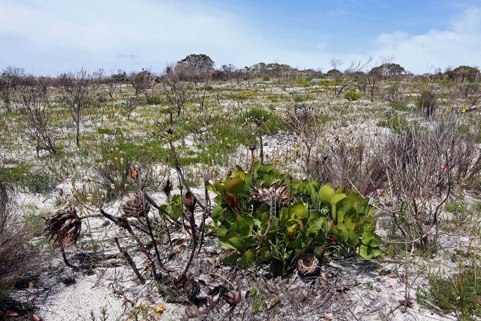 The Fynbos Kingdom of Botanical Misfits (image credits: wikimedia)