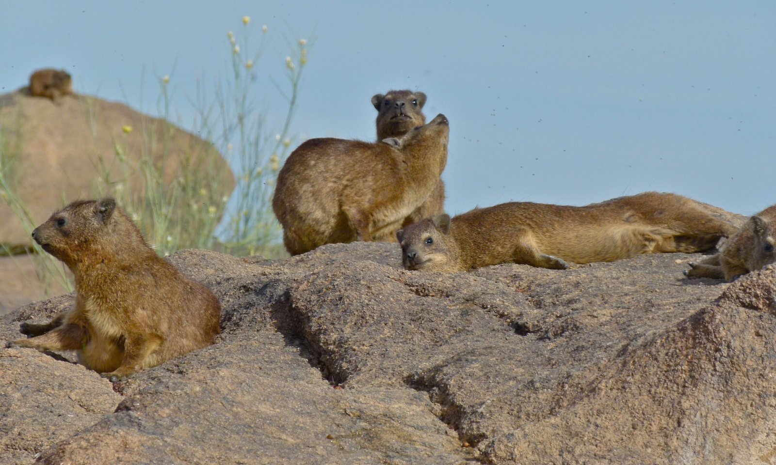 Dassies: The Mountain's Unlikely Elephants (image credits: wikimedia)