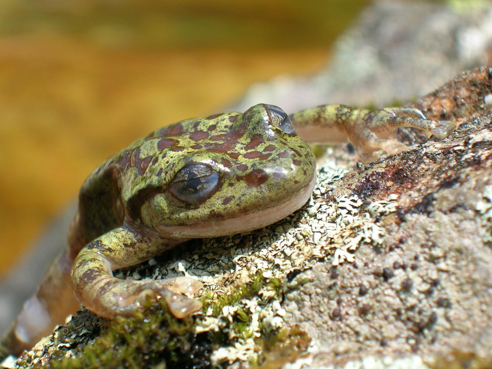 The Phantom Frogs of Hidden Streams (image credits: wikimedia)